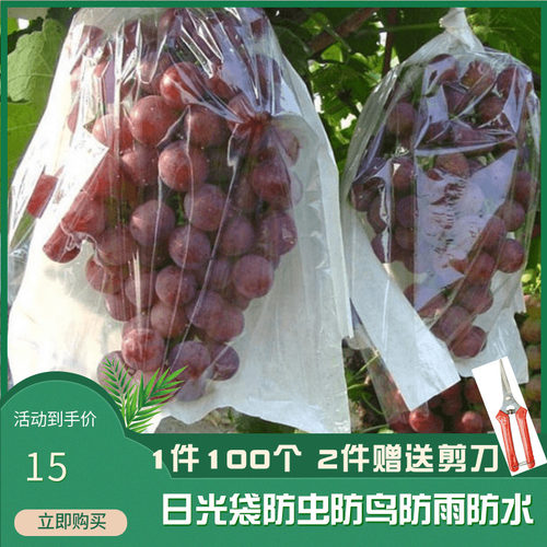 白色日光葡萄袋子半透明莲雾枇杷