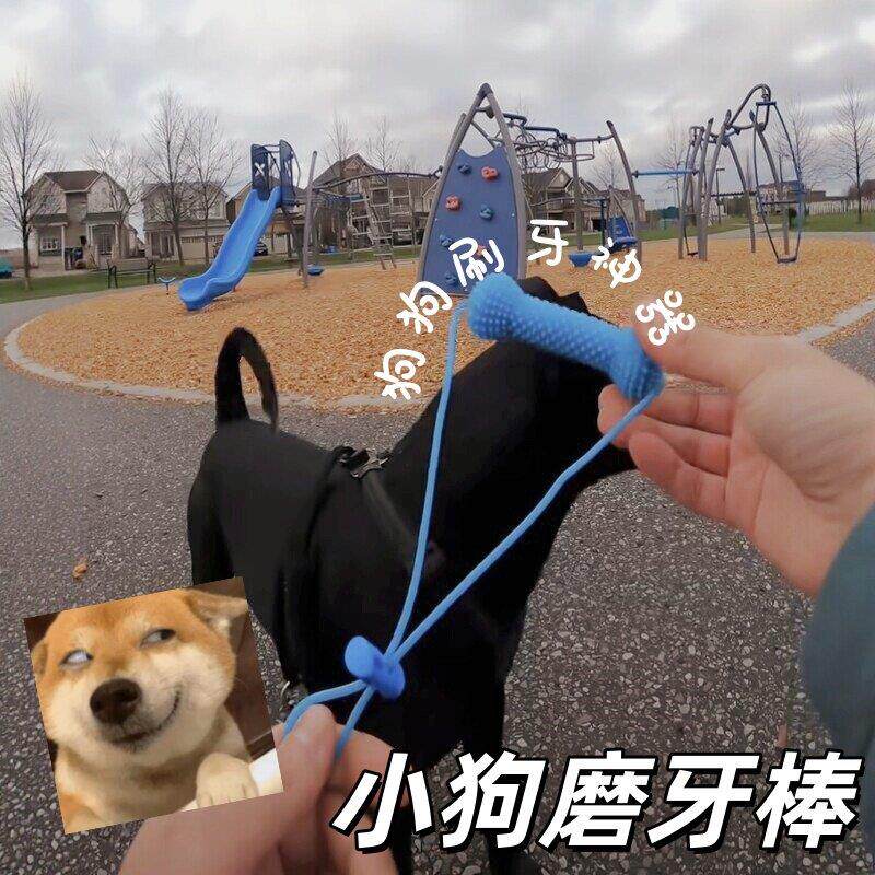 狗狗刷牙神器！小狗磨牙