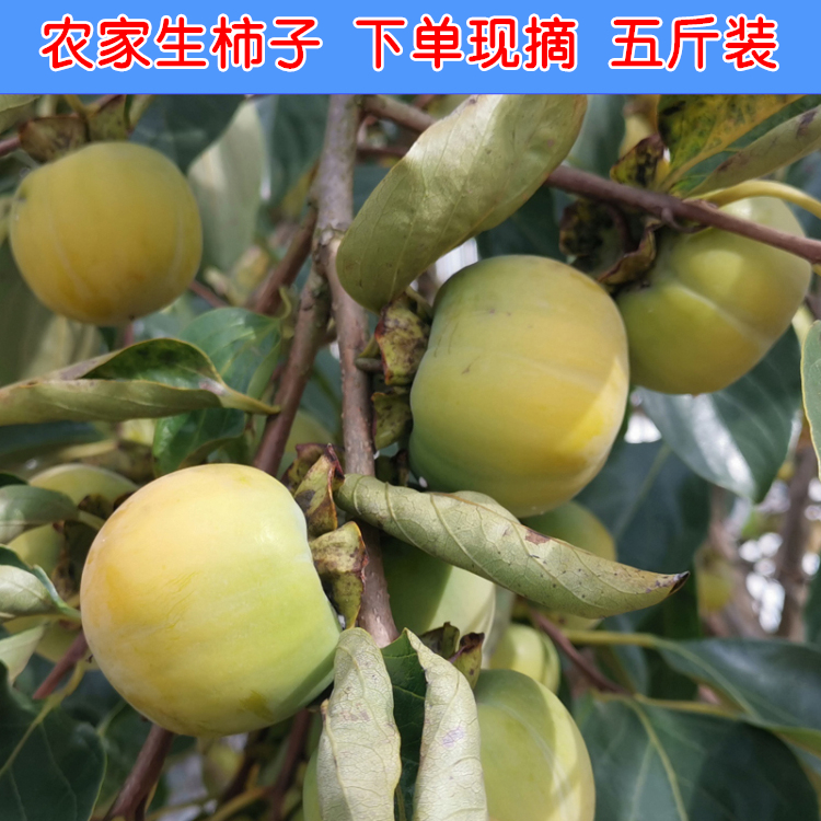 新鲜生柿子硬柿涩土柿子安徽大别山农家时令生野柿子现摘现卖5斤