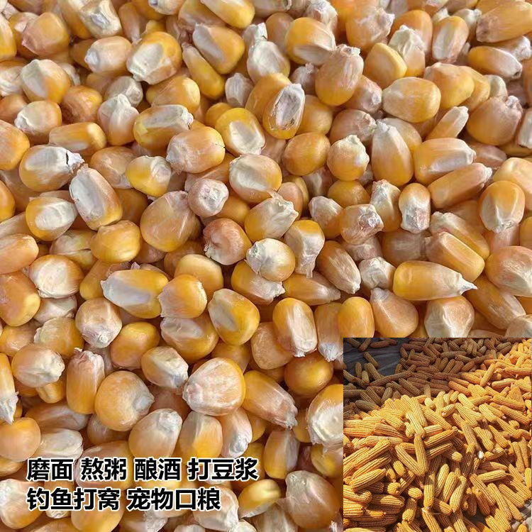 玉米粒仓鼠磨牙龙猫1斤干玉米棒兔子鸽子鸡鸭小宠鸟饲料粮食钓鱼