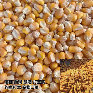 玉米粒仓鼠磨牙龙猫1斤干玉米棒兔子鸽子鸡鸭小宠鸟饲料粮食钓鱼