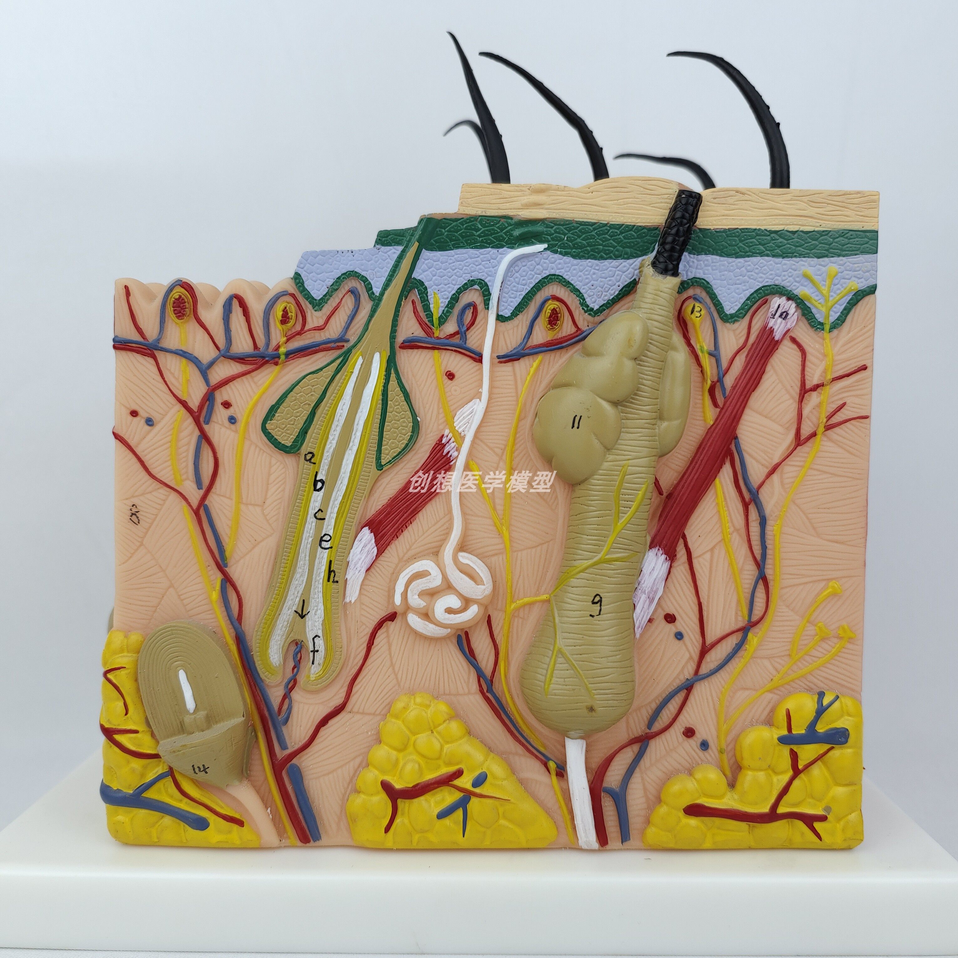 人体表皮五十倍放大解剖模型毛发毛囊皮下脂肪结构展示皮肤科教具