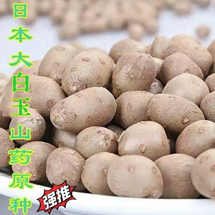 2025年现选山药豆种子白玉山药种精选大合芋大小均匀高产包邮