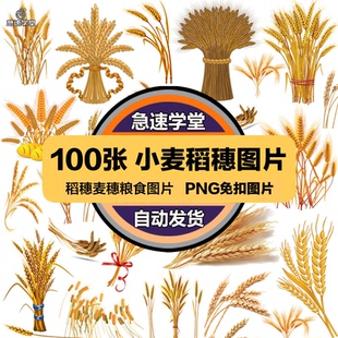 小麦稻穗麦穗粮食金黄成熟水稻大米免扣元素装饰PNG免抠图片素材