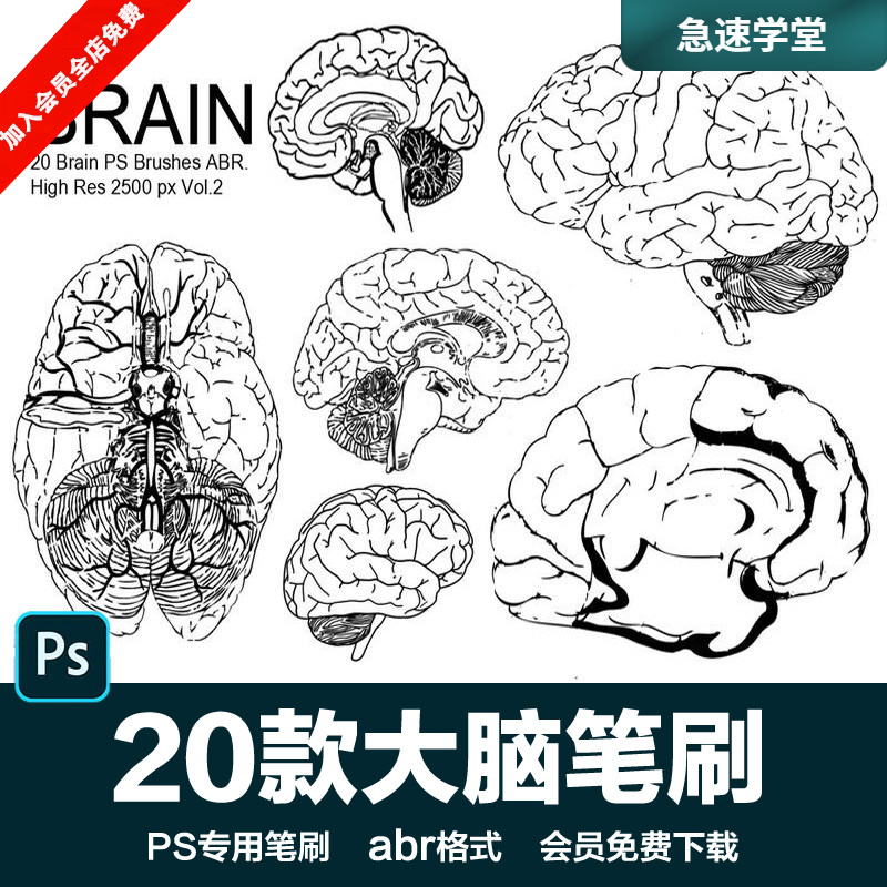 PS后期素材手绘大脑人脑开发智力大脑神经图案设计背景abr笔刷