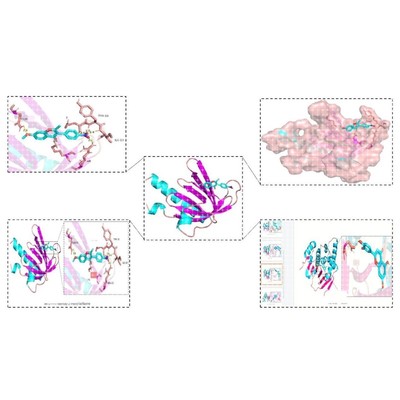 分子对接网络理学同源模建可以教学