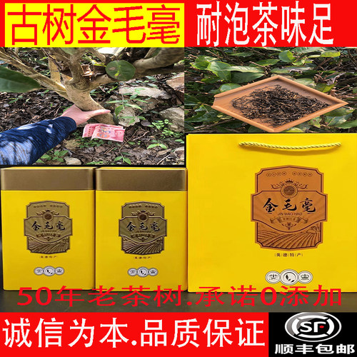 英德红茶春茶古树金毛毫头春采茶