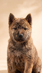 纯种中华田园犬幼犬活体宠物狗虎斑幼崽活物二个月大的低价包邮了