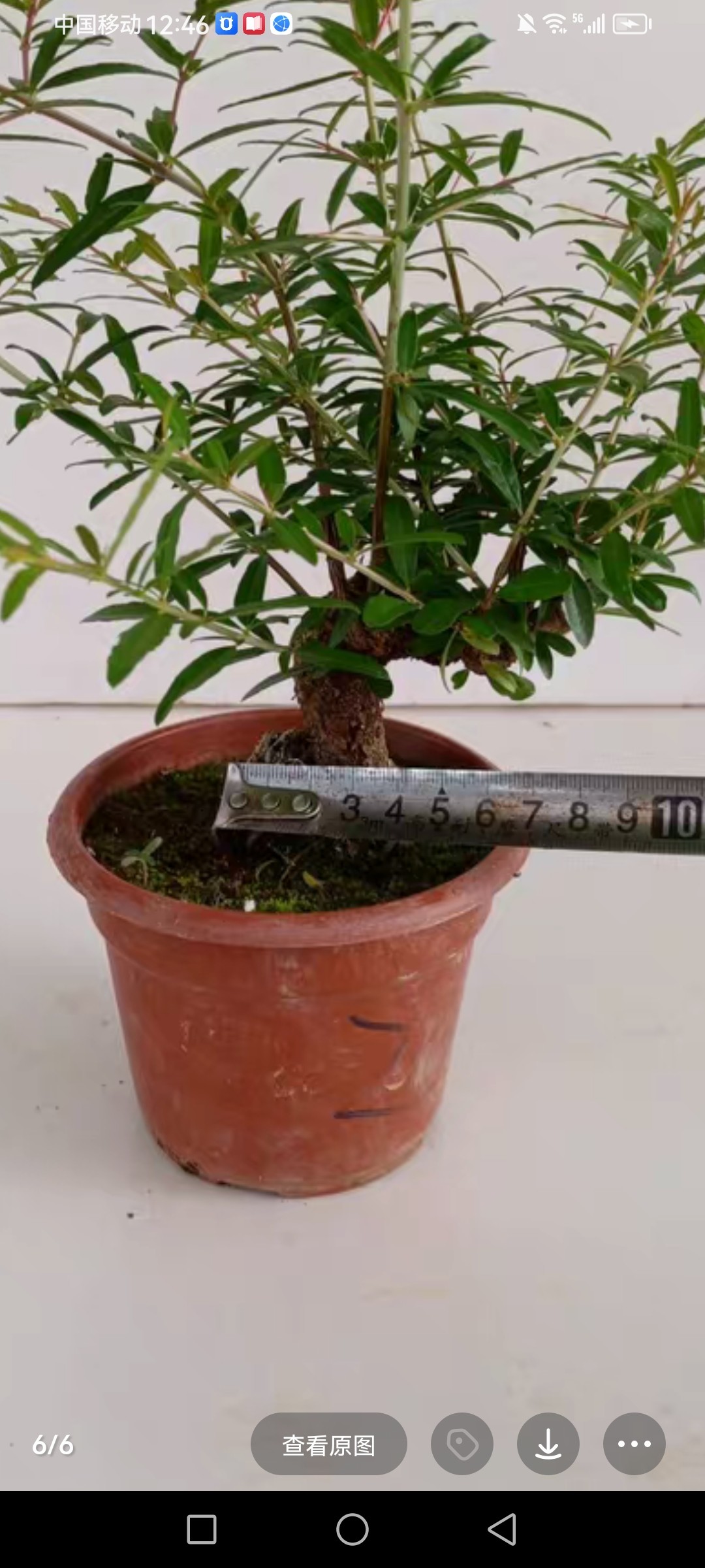 石榴盆栽