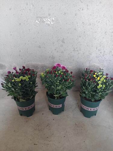 千日红盆栽带花苞百日红花苗花期长四季不断开花好养耐晒耐寒多年