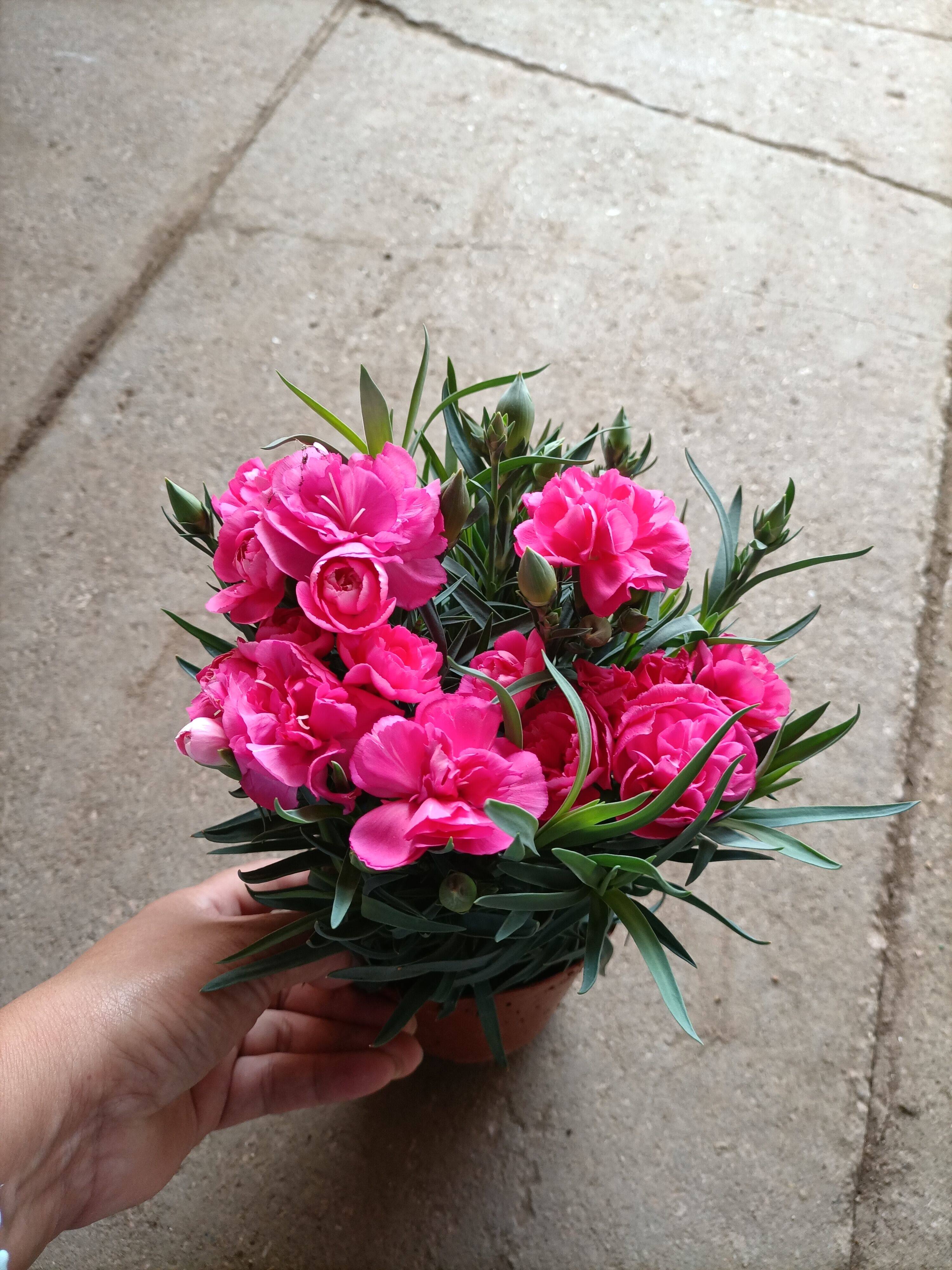 一见钟情康乃馨盆栽花苗带花苞室内阳台庭院花卉绿植好养
