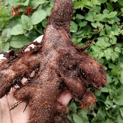 5斤新鲜骨碎补 毛姜 爬岩姜 现挖石岩姜接骨姜猴姜申姜肉碎补 生