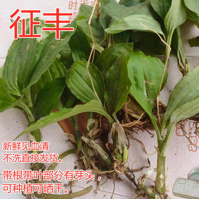 湖南张家界深山见血清 中草药三叶青羊耳蒜鲜品 非广东品种可种植