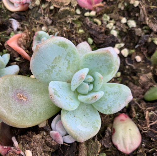 多肉植物种苗价格 多肉植物种苗图片 星期三