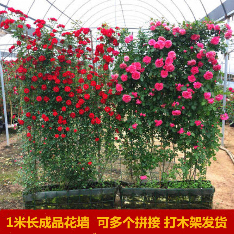 成品花墙藤欧月大苗爬藤墙月季花苗庭院地栽攀援阳台盆栽多季开花