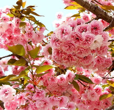 正宗日本樱花苗 樱花树苗 晚樱