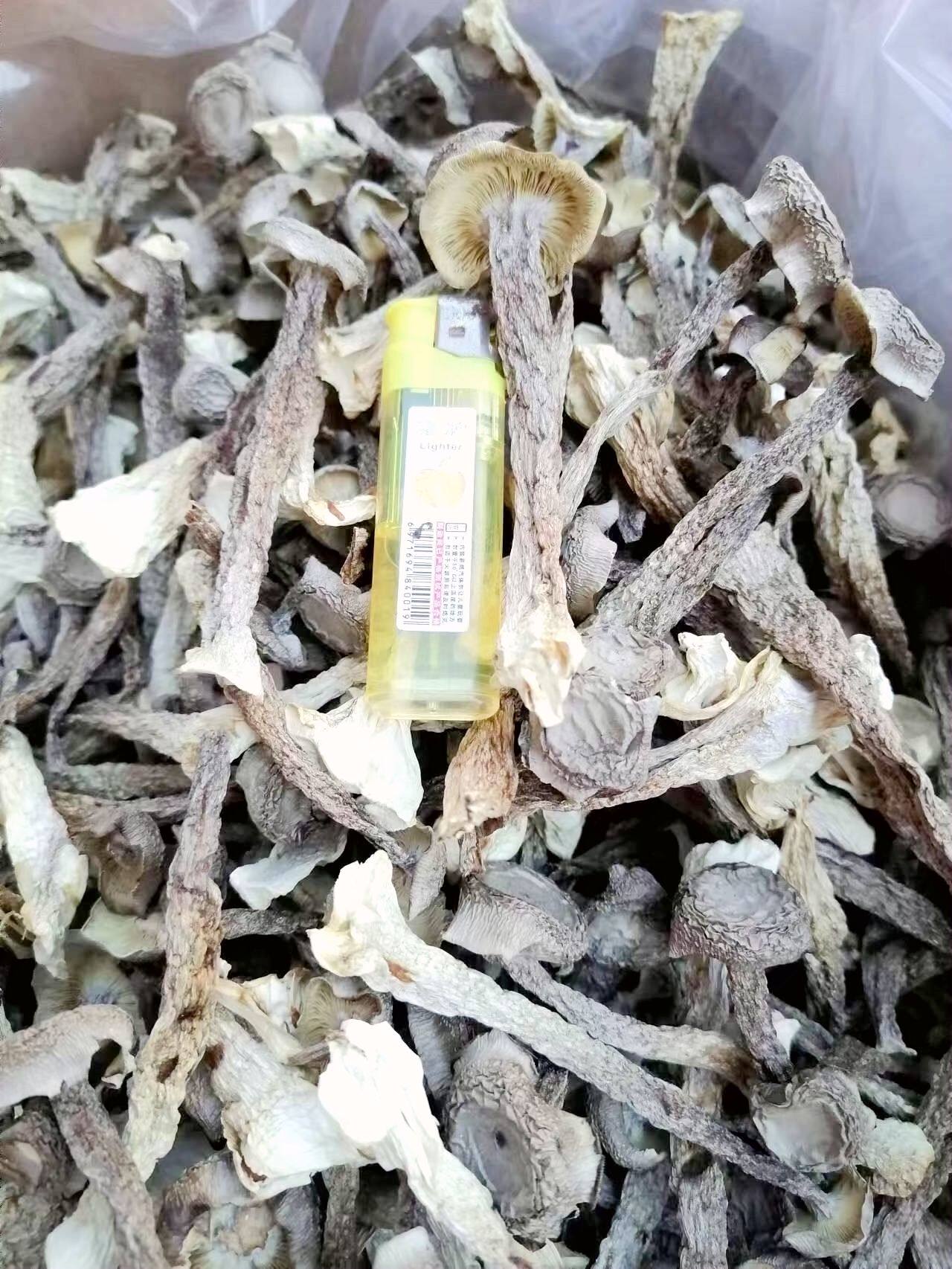 鹿茸菇新鲜干货特级古田宁德特产网红脆脆菇煲汤食用鹿茸菌炖汤