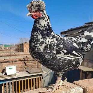 农家散养成年包活贵妃鸡 下蛋鸡土鸡 成年鸡月子鸡芦花鸡 珍珠鸡