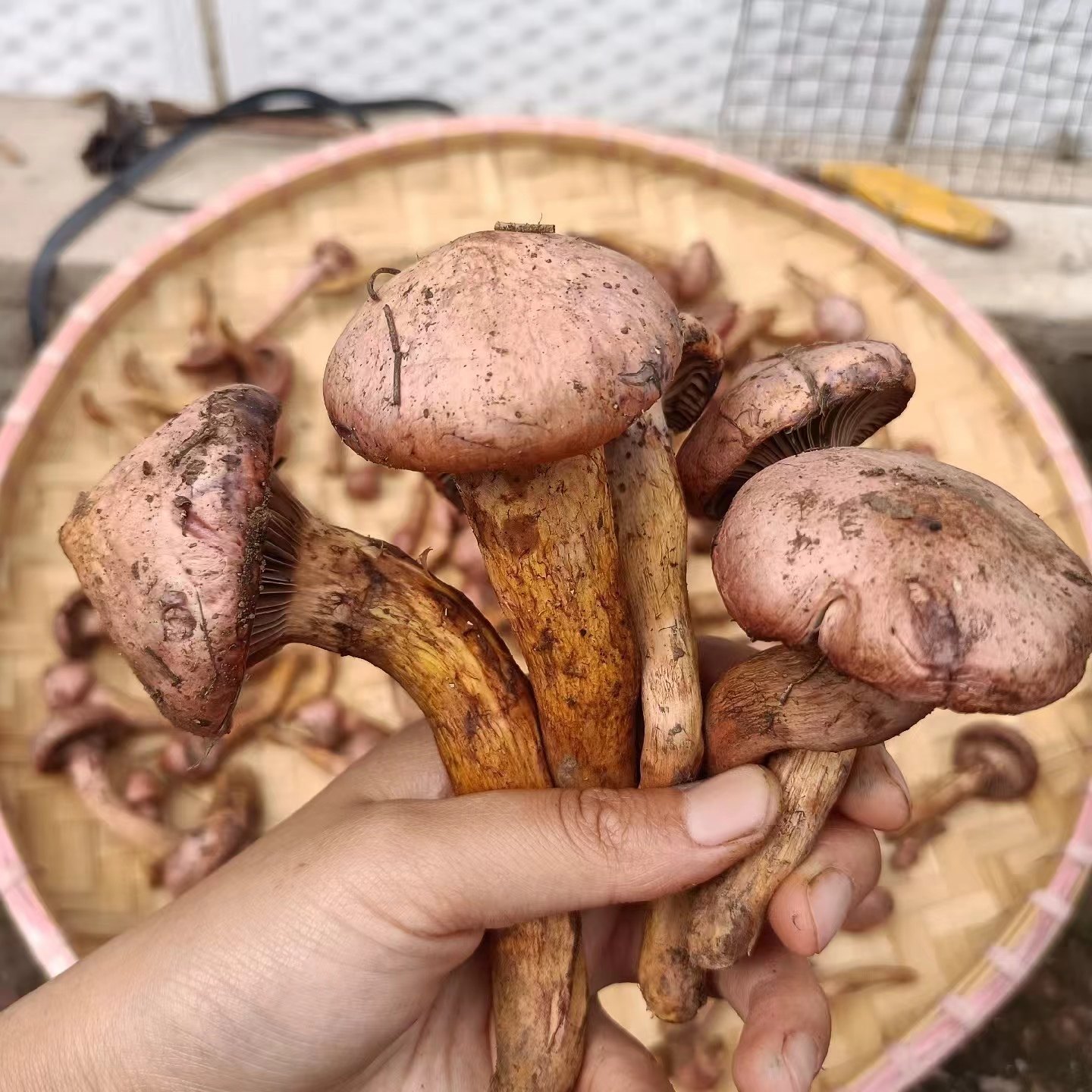 朝阳新鲜红蘑菌菇红蘑菇松树伞蘑菇本地特产500g顺丰包邮大小都有