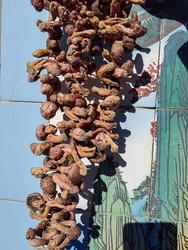 朝阳红蘑野生松树蘑香菇人工山上采松树伞特产250g精品无根包邮