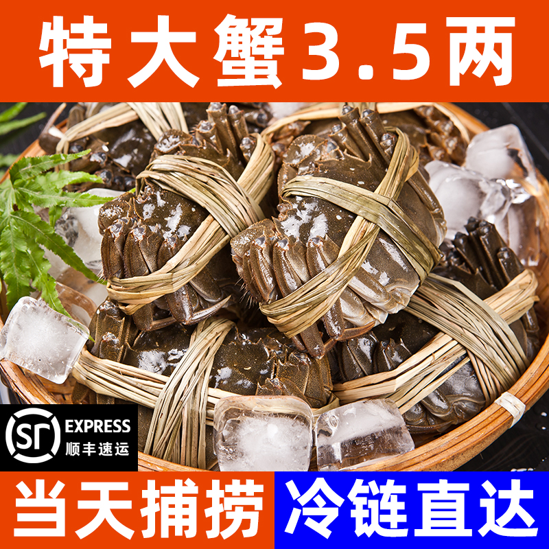 18只螃蟹全母大闸蟹鲜活现货