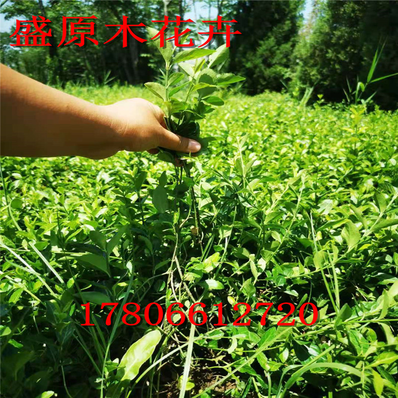 小叶爬山虎爬藤扶芳藤爬行卫矛