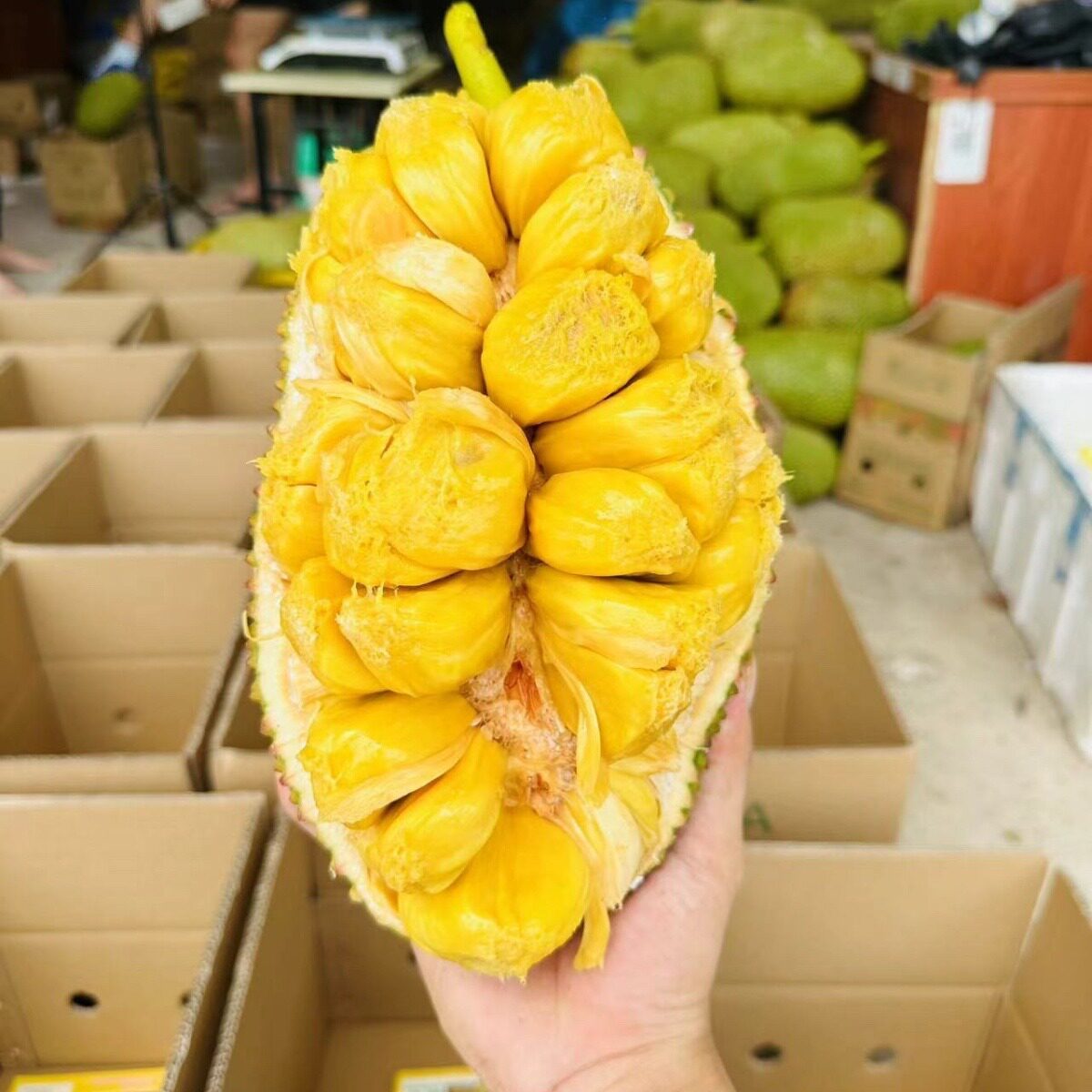 海南榴莲蜜4-11斤黄肉湿包软糯香甜纯甜新鲜热带水果自家果园直发