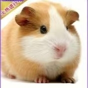 养殖场直销荷兰鼠荷兰猪包活到家