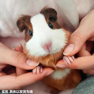 荷兰猪活体小宠物天竺鼠豚鼠对称可爱自家繁殖健康可吃荷兰鼠活物