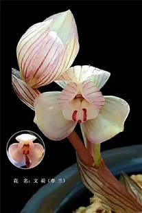 包邮云南名品  兰花苗  春兰  文荷  浓香  室内  绿植花卉盆栽