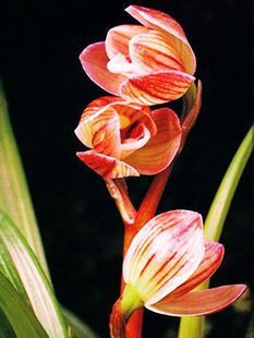 云南老种兰花苗 盆栽莲瓣兰荷瓣药草【丹荷鼎】特价包邮阳台花卉