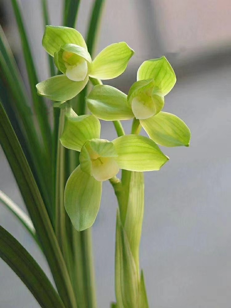 包邮四川自然老种兰花苗 春剑【雨露】浓香绿植花卉园艺盆景,鲜花速递/花卉仿真/绿植园艺,时令草本花卉,淘宝优惠券,粉丝福利购,淘宝优惠卷