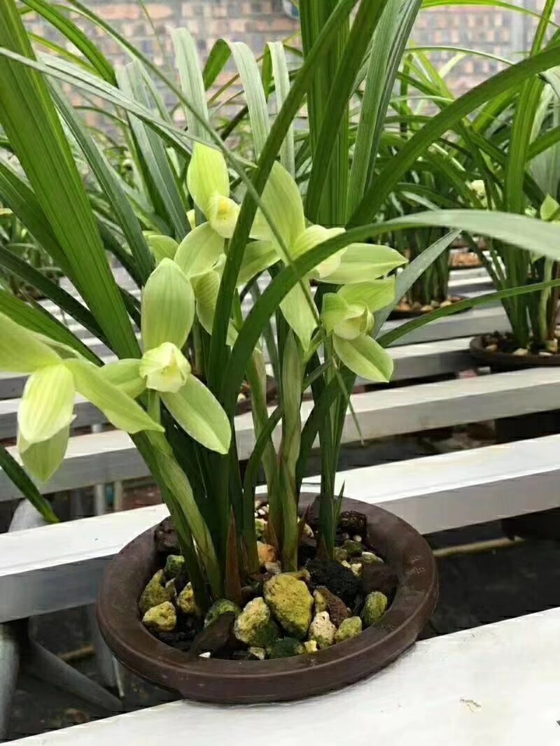 包邮四川自然老种 兰花苗 春剑【大荷素】浓香花卉园艺盆景