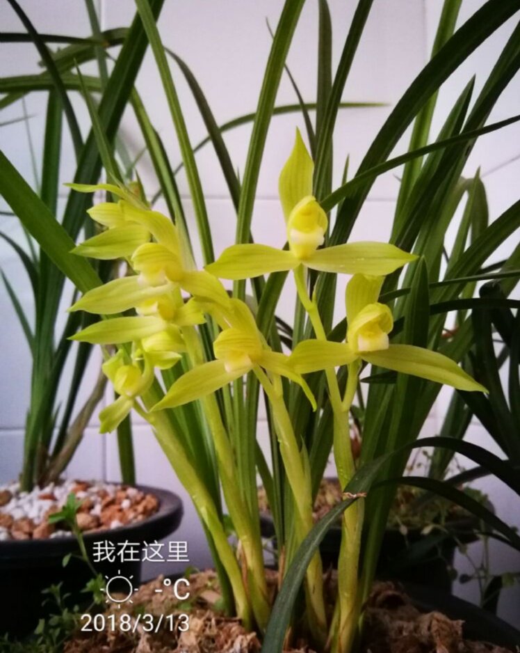 绿植四川自然兰花苗园艺盆景包邮