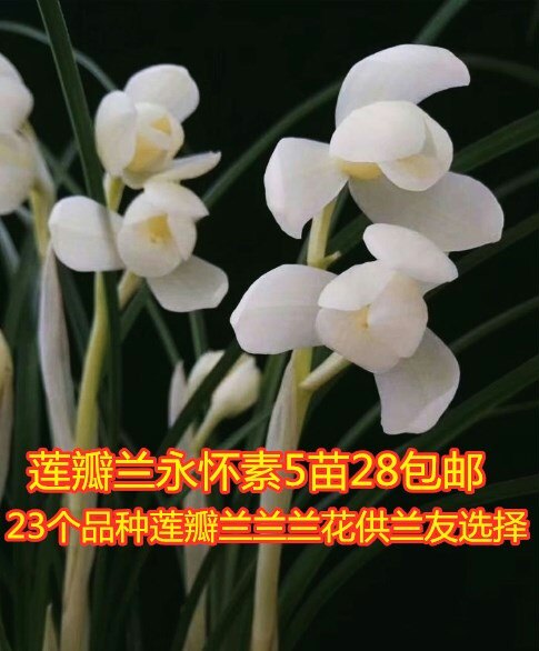 包邮云南浓香兰花莲瓣兰永怀素矮种绿植兰花盆栽植物花卉盆景兰草
