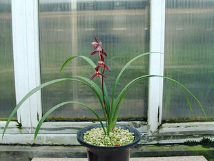 包邮兰花苗 建兰 墨宝  阳台盆栽绿植植物花卉盆景