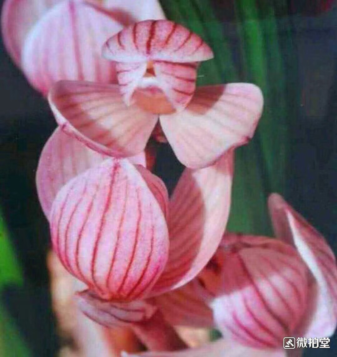绿植云南兰花苗阳台盆栽包邮