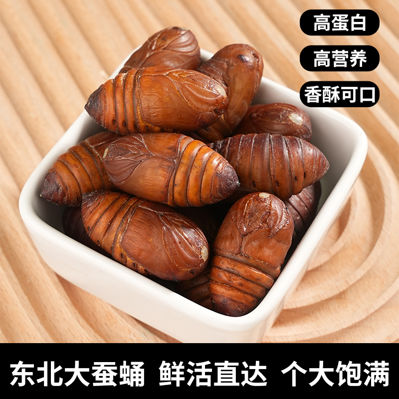 东北特产2斤大黄蛹顺丰保活新鲜蚕蛹黄蛹高蛋白营养蚕蛹黄茧蛹
