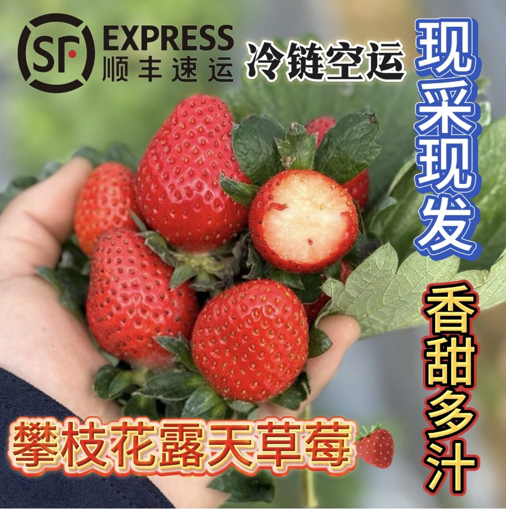 四川攀枝花新鲜香野小草莓顺丰