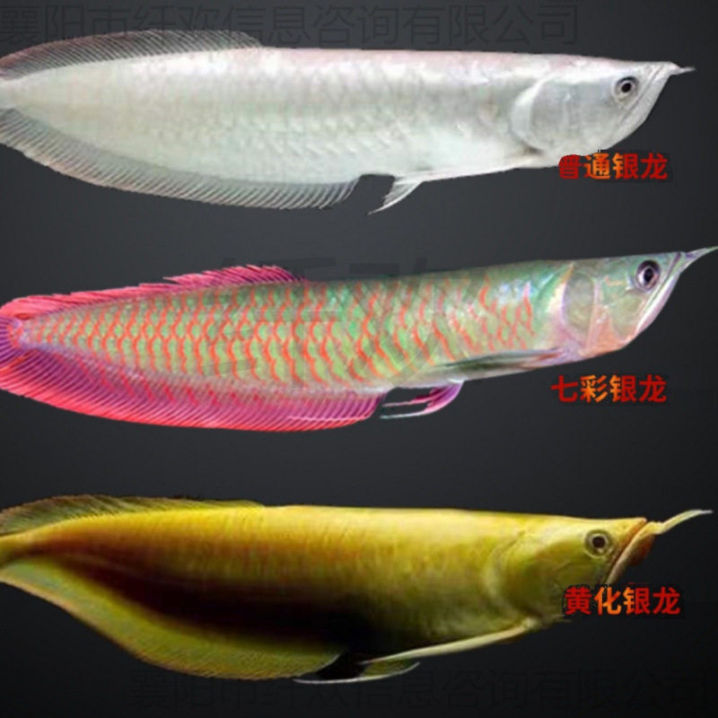 七彩银龙鱼活体鱼苗大型热带观赏二氧化碳设备