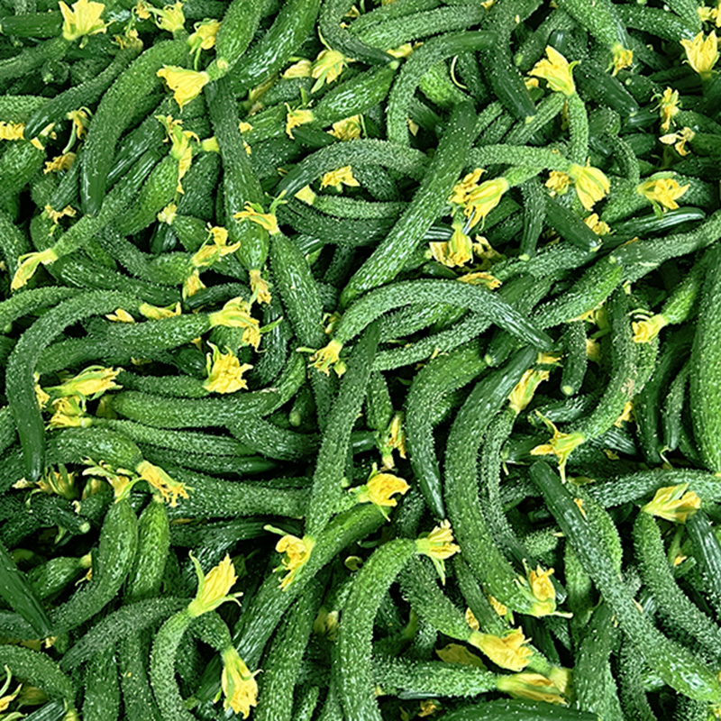 小黄瓜新鲜拇指5斤迷你饭菜手工