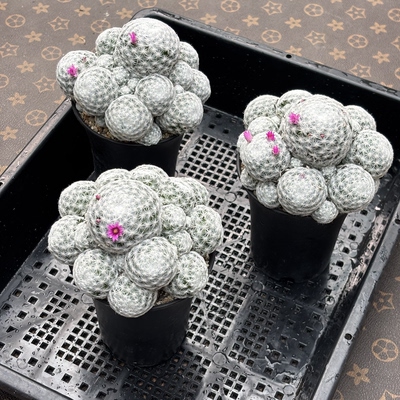 软刺不扎手姬春星仙人球多肉植物室内防辐射绿植盆栽花卉小盆景