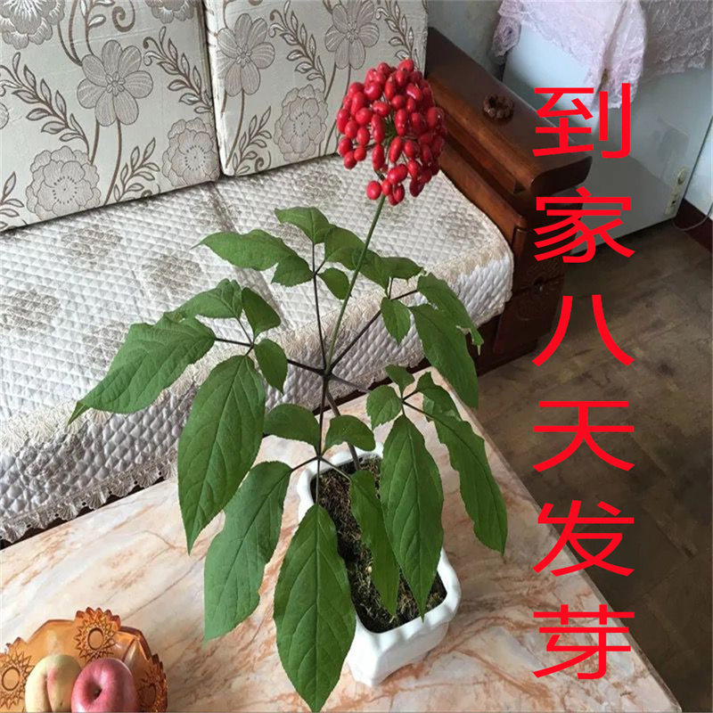 带盆栽好4年苗2株长白山4年人参苗当年开花结果【看直播】送种子-封面