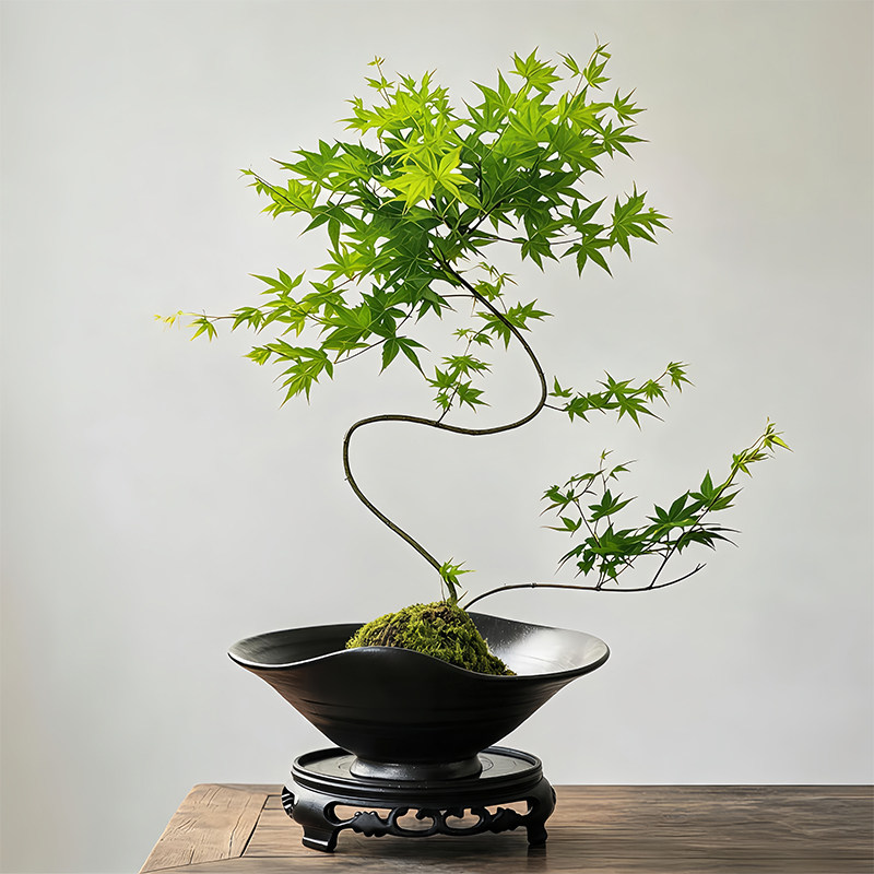 流泉枫禅意陶瓷花盆新中式花盆佛手柑苔藓盆艺术创意托盘桌面摆件