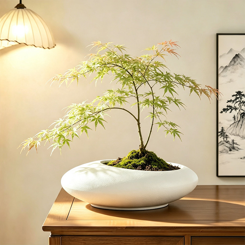 流泉枫花盆陶瓷无孔苔藓球佛手柑专用托盘绿植多肉网红禅意摆件盆图片