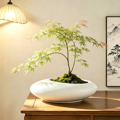 流泉枫花盆陶瓷无孔苔藓球佛手柑专用托盘绿植多肉网红禅意摆件盆