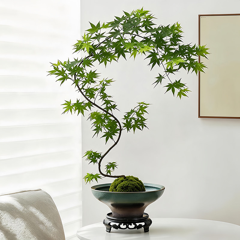 流泉枫专用花盆陶瓷苔藓球红麟蕨创意禅意佛手柑托盘桌面摆件盆景