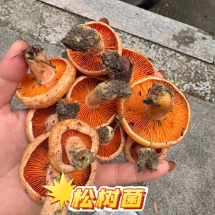 26松树菌新鲜枞菌野生菌枞树菇谷熟菌三九菇重阳菌铜绿菌寒菌菌子