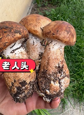 26年老人头菌四川野生新鲜食用菌菌菇仙人菌草菇菌子现货草帽菇子