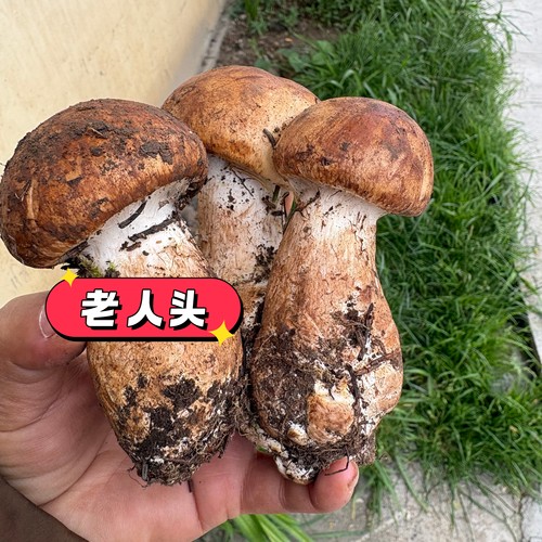 26年老人头菌四川野生新鲜食用菌菌菇仙人菌草菇菌子现货草帽菇子